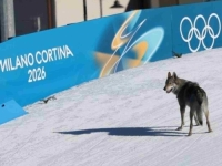UZBUNA NA OLIMPIJADI: 'Dobili smo vijest da je na stazi vuk - i svi smo poskočili!' (VIDEO)