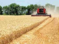 SNIJEG POGODOVAO PŠENICI: Proizvođači se nadaju boljoj godini i većim podsticajima