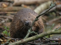 NEOBIČNA SITUACIJA: Invazija dabrova šokirala stanovnike u BiH, stabla padaju dan i noć