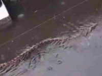 NESTVARNI PRIZORI IZ TURISTIČKOG RAJA: Pitoni plivaju poplavljenim ulicama! (VIDEO)