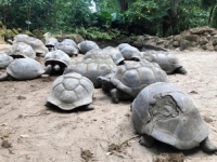 EKOLOŠKO ČUDO: Naučnici uspjeli vratiti 'izumrlu' vrstu kornjača na njihovo rodno ostrvo