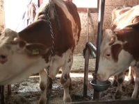 PROBLEM KOJI NIJE OD JUČER: Uvozimo 800.000 litara mlijeka, a domaće proglašavamo viškom