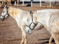 DRAMA NA ČUVENOJ ERGELI: Nepoznata osoba upala na posjed i pustila konje