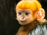 SVI U POZITIVNOM ŠOKU: Rodio se narandžasti majmun...