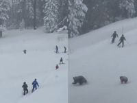 NEVJEROVATNO SNIMAK: Medvjedi napali skijaše