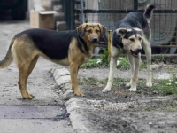SAMO NAM JE JOŠ OVO TREBALO: Povećan broj pasa lutalica na ulicama Sarajeva, GRAĐANI ZABRINUTI...