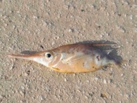 KAD MORE IZNENADI: Dosad neviđena riba ulovljena u Neumu