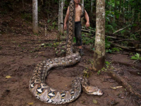 ŽENKA MREŽASTOG PITONA: Otkrivena najduža zmija ikad izmjerena u divljini (VIDEO)