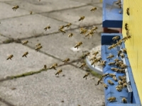 PČELARI KRAJNJE ZABRINUTI: Prijeti nam uvoz meda lošeg kvaliteta