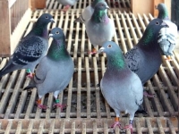 PTIČJA GRIPA PRESUDILA: Najveći sajam golubova održava se bez - golubova