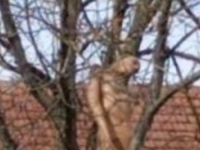 'GOLA ŽENA OBJEŠENA O DRVO': Prizor kao iz horora koji je duboko uznemirio prolaznike