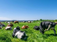 PRVA NA SVIJETU: U ovoj državi ima više krava nego ljudi