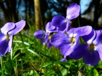 PREMA NARODNOM VJEROVANJU: Danas udara drugo 'džemre', a evo šta to znači