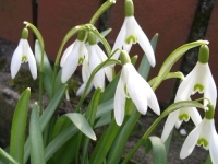 STIŽE LI PROLJEĆE RANIJE: Prvo džemre donosi topliji zrak