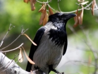 PROBLEMI U SARAJEVSKOM NASELJU: Stanovnici se žale na vrane, po cijele dane grakću, lete, i napadaju