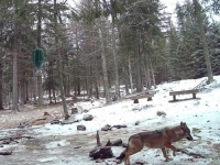 NAKON VIŠE DESETLJEĆA: Vukovi se vratili na ovo područje, građani u strahu...