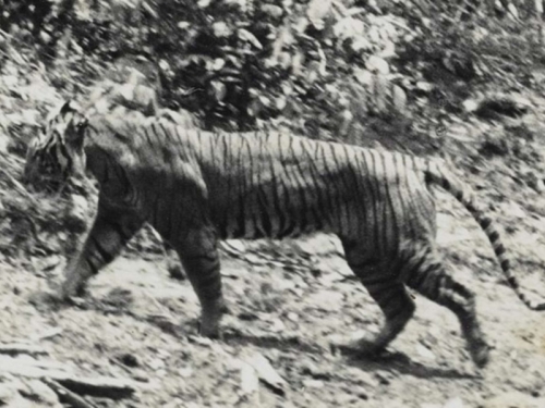 MASAKR U RAJU ZA TURISTE: Više od 70 tigrova uginulo u samo par dana