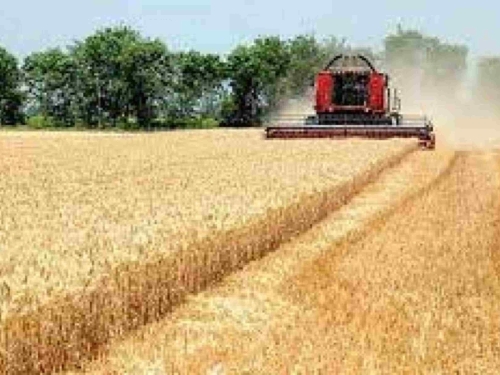 SNIJEG POGODOVAO PŠENICI: Proizvođači se nadaju boljoj godini i većim podsticajima