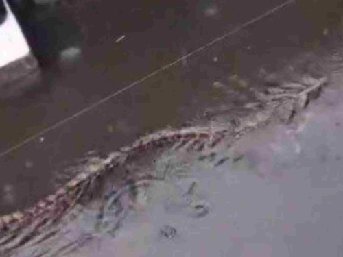 NESTVARNI PRIZORI IZ TURISTIČKOG RAJA: Pitoni plivaju poplavljenim ulicama! (VIDEO)