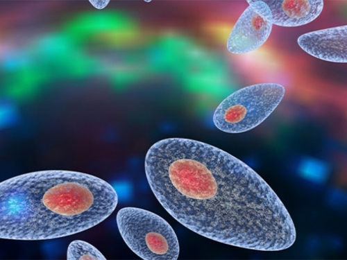 NAŽALOST, LIJEKOVI NE POMAŽU: Opasni paraziti u ljudskom tijelu, do infekcije najčešće dolazi konzumacijom...