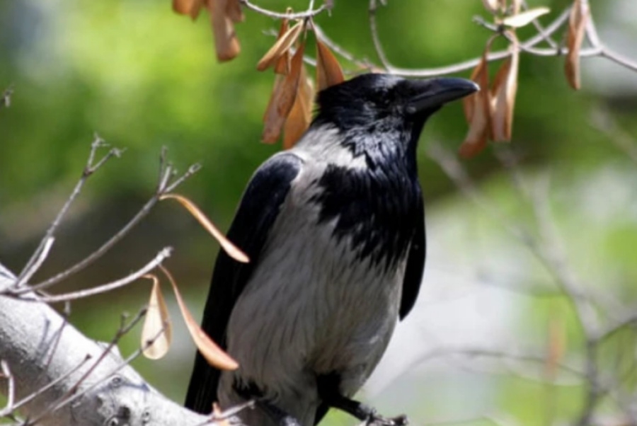 PROBLEMI U SARAJEVSKOM NASELJU: Stanovnici se žale na vrane, po cijele dane grakću, lete, i napadaju