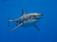 NAUČNICI ZABRINUTI: Morski psi pozitivni na kokain i kofein