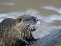 NESVAKIDAŠNJI PRIZOR U NAŠIM KRAJEVIMA:  Dabar viđen nadomak centra Banja Luke (VIDEO)