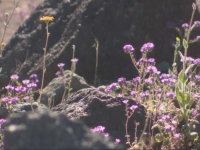 FASCINANTNA PREOBRAZBA: 'Dolina smrti' kratko postaje šareni tepih cvijeća