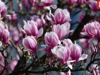 NAJVIŠE DNEVNE TEMPERATURE VARIRAT ĆE...: FHMZ objavio prognozu vremena za naredne dvije sedmice