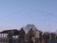 PRIREĐUJU NEZABORAVAN PRIZOR: Migracija koja očarava