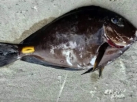 NEOČEKIVANI GOST U JADRANU: Tropska riba stigla do Kvarnera i iznenadila naučnike (FOTO)