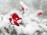 EVROPSKI METEOROLOZI NAJAVLJUJU PREOKRET: Atmosferski poremećaj u proljeće donosi ZIMSKU HLADNOĆU!