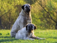 HOROR U SANSKOM MOSTU: Zbog napada pasa građani doživljavaju traumu