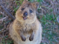 IAKO VEOMA MALA: Zovu je najsretnija životinja na svijetu...