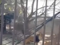 PROCURIO JEZIVI SNIMAK: Pijan uskočio u kavez s lavovima, pogledajte kako je sve završilo...