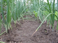 VRIJEME JE ZA ULAZAK U VRTOVE I BAŠTE: Ukoliko sadite luk, ovaj trik bi vas mogao oduševiti...