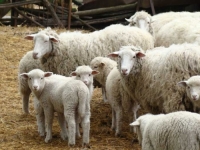 KOMŠIJA SPRIJEČIO VEĆU KATASTROFU: Psi upali među stado i zaklali više od 20 ovaca