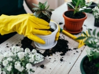 PROLJEĆE JE PRAVO VRIJEME: Ako planirate presađivanje učinite to sada...