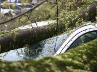 ATMOSFERSKI FIZIČAR O NEVREMENU U SUSJEDSTVU: 'Vrane su se pokazale pametnije od ljudi. Vjetar je odnio više krovova nego njihovih gnijezda'