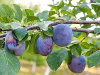 TRIKOVI ZLATA VRIJEDNI: Ukoliko u voćnjaku imate stabla šljive, odmah krenite u akciju...
