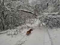 ZIMSKA NEPOGODA ZAHVATILA ISTOK BiH: Bez struje i vode ostala naselja u blizini Tuzle i Zvornika (FOTO)