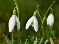 PROLJEĆE UVELIKO DOLAZI: Evo kakvo nas vrijeme očekuje tokom dana...