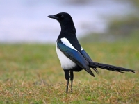 UZBUNA U BH. SUSJEDSTVU: Potvrđena ptičija gripa kod svraka