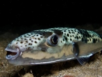 U JADRANSKOM MORU ULOVLJENA OTROVNA RIBA: Ko je pojede može umrijeti