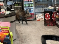 KRENUO U NABAVKU: Vepar tri sata šetao šoping-centrom u Berlinu (FOTO)