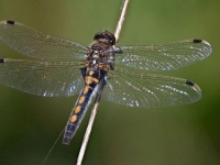 NJIHOVO ODSUSTVO JE ZNAK ZA UZBUNU: Ovo su insekti koji žive samo u području...