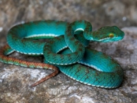 PRIRODA KRIJE ČUDA: Otkrivene nove vrste zmija, još uvijek se čeka službeno imenovanje (FOTO)