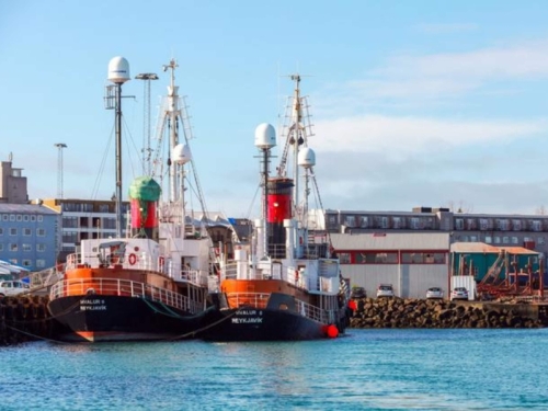 VIC DANA: Mujo ulovi zlatnog kita i kit mu dade prijedlog...