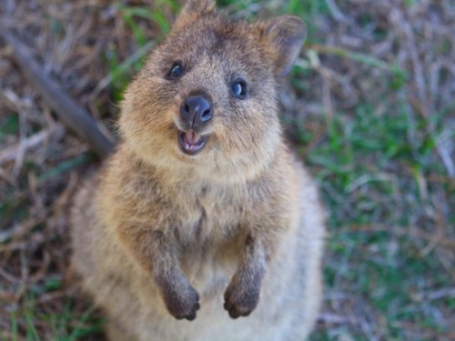 IAKO VEOMA MALA: Zovu je najsretnija životinja na svijetu...