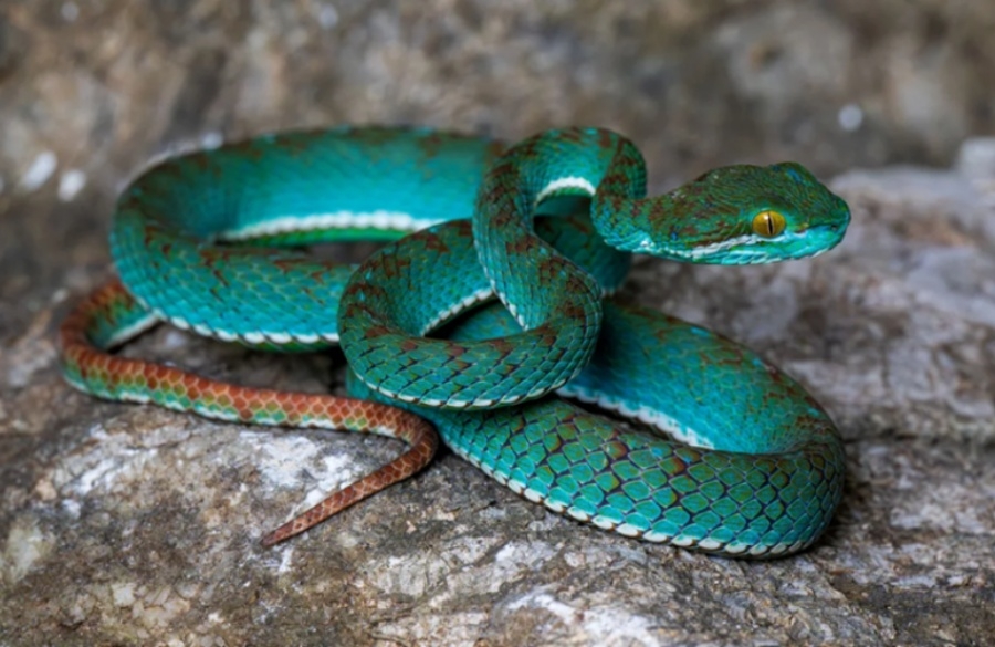 PRIRODA KRIJE ČUDA: Otkrivene nove vrste zmija, još uvijek se čeka službeno imenovanje (FOTO)